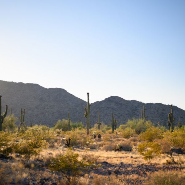 desert image 